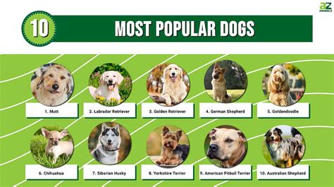 what are the 10 most popular dogs in china
